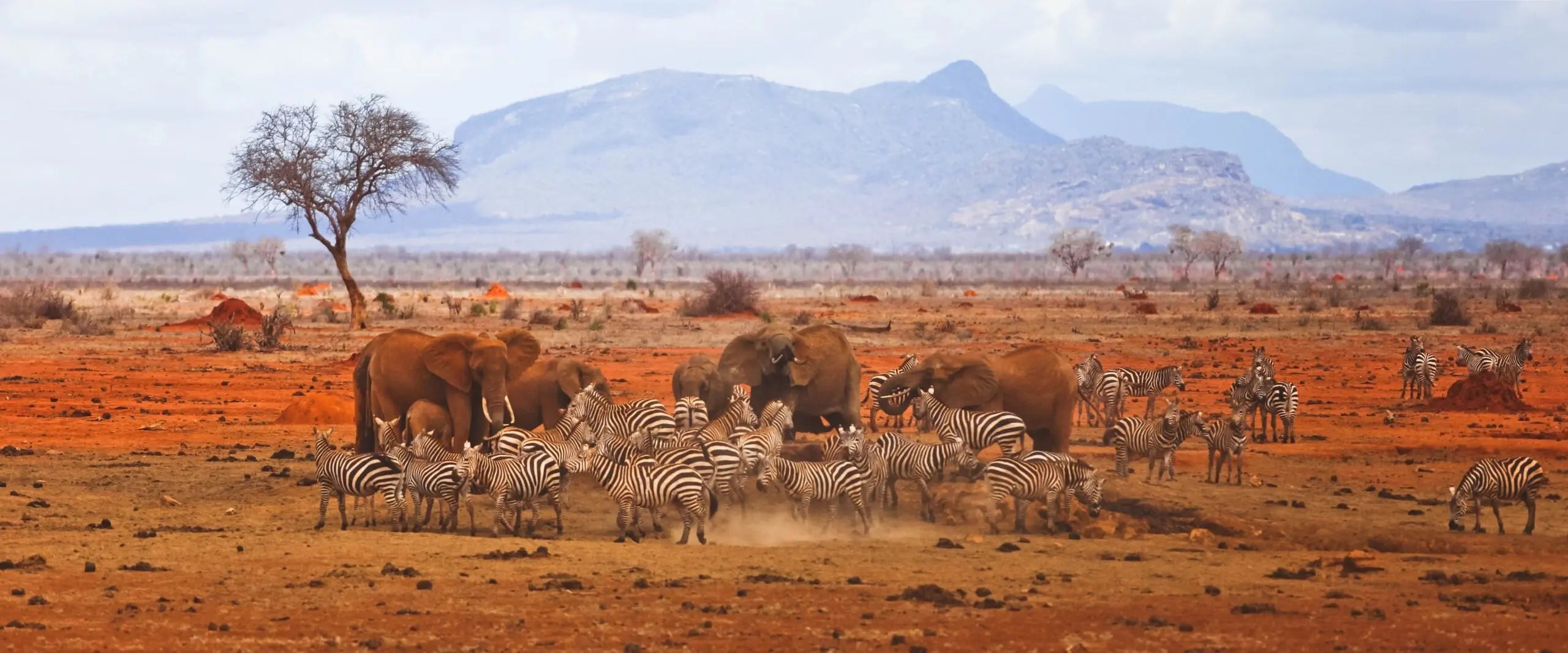 THE BEST SAFARI DESTINATIONS IN AFRICA