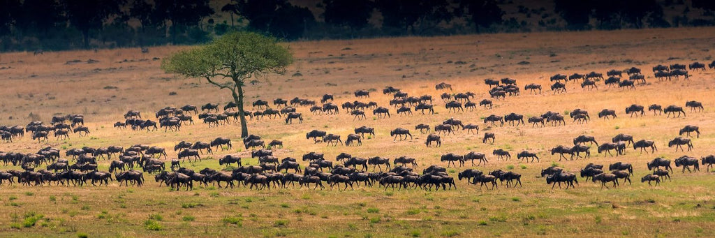 The Ultimate Guide to African National Parks: Top Parks, Wildlife, and Travel Tips